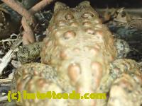 /home//u458753944/public_html/sourcegallery//Roxborough Toad Detour/2013-2019/2017/P4110693.JPG
